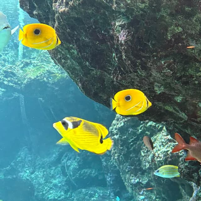 沖縄美ら海水族館でのウミヅキチョウチョウウオとチョウハン