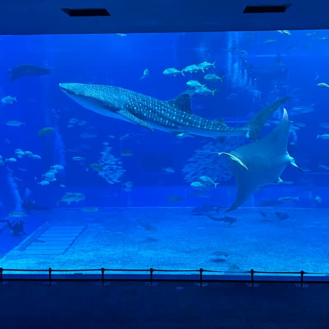 沖縄美ら海水族館の巨大水槽とジンベエザメ