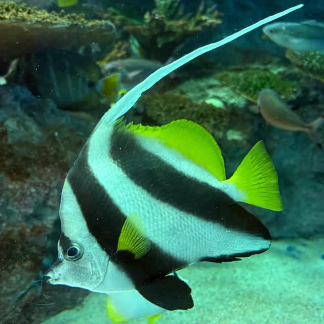 ハタタテダイかムレハタタテダイの写真その1