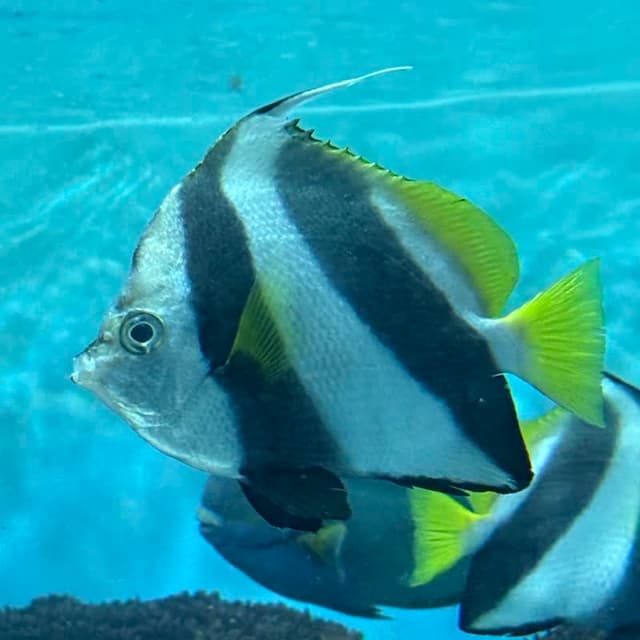 ハタタテダイかムレハタタテダイの写真その2