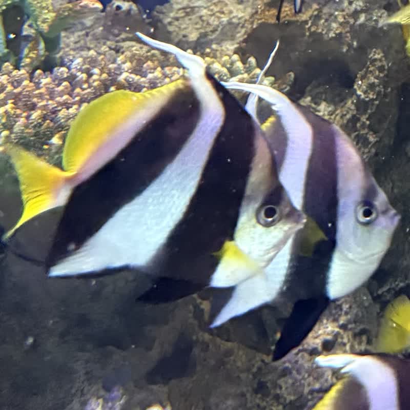 ハタタテダイとムレハタタテダイ