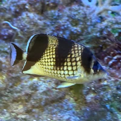 カガミチョウチョウウオの写真