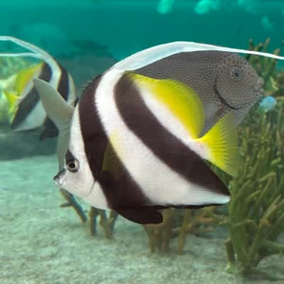 ハタタテダイの写真