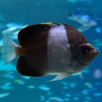 ブラックピラミッドバタフライフィッシュの写真