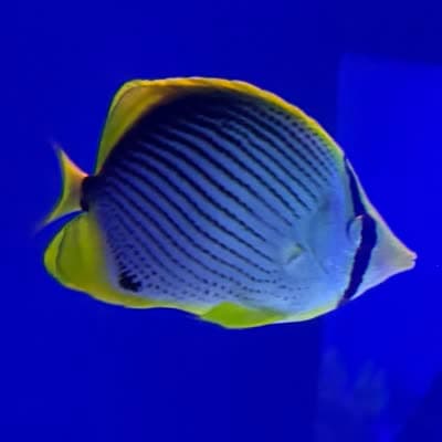 アケボノチョウチョウウオの写真