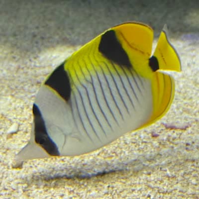 サドルバックバタフライフィッシュの写真