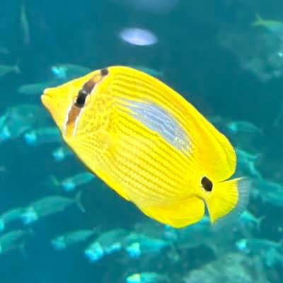 スミツキトノサマダイの写真