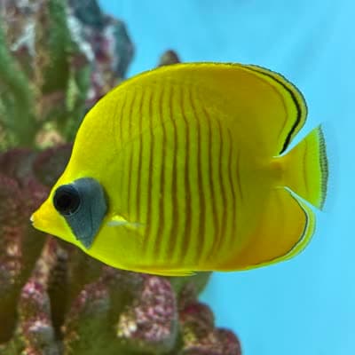 ゴールデンバタフライフィッシュの写真