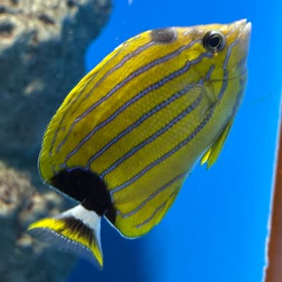 ブルーストライプバタフライフィッシュの写真