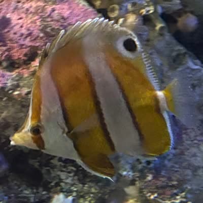 ゲンロクダイの写真