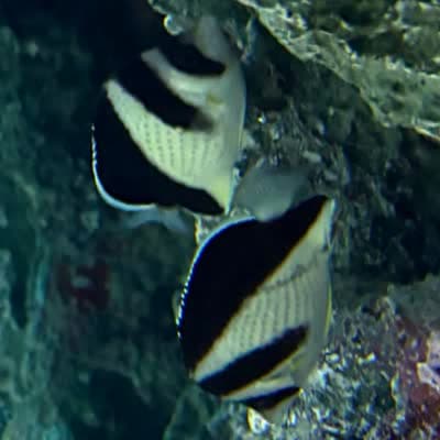 バージェスバタフライフィッシュの写真