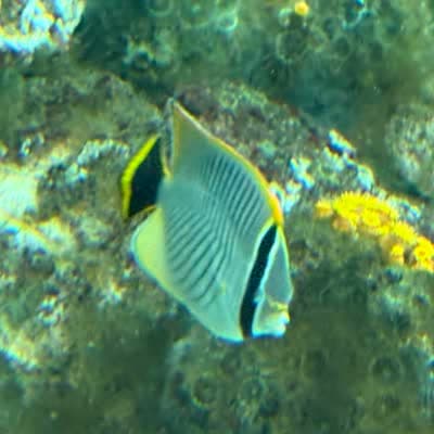 ヤリカタギの写真