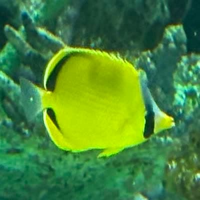 レモンチョウチョウウオの写真