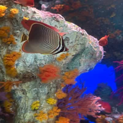 ミカドチョウチョウウオの写真