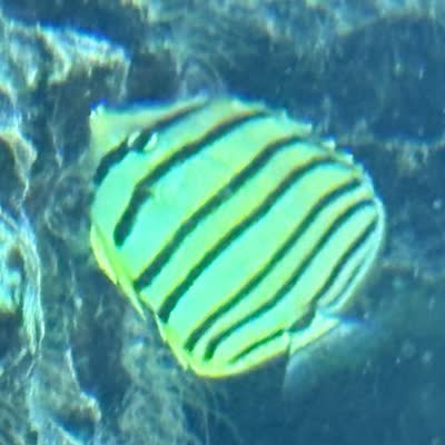 ヤスジチョウチョウウオの写真