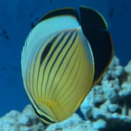 エクスクイジットバタフライフィッシュの写真