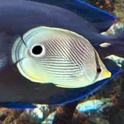 フォーアイバタフライフィッシュの写真