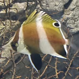 パンダゲンロクダイの写真