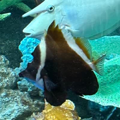 ツノハタタテダイの写真