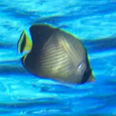 インディアンバガボンドバタフライフィッシュの写真