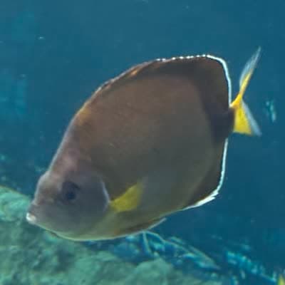 シラコダイの写真