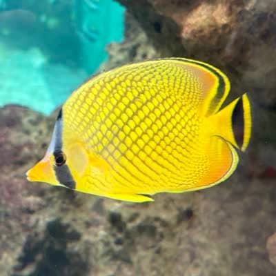 アミチョウチョウウオの写真