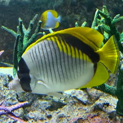 ニセフウライチョウチョウウオの写真