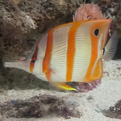 ハシナガチョウチョウウオの写真