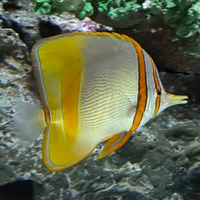 マージンドコーラルフィッシュの写真