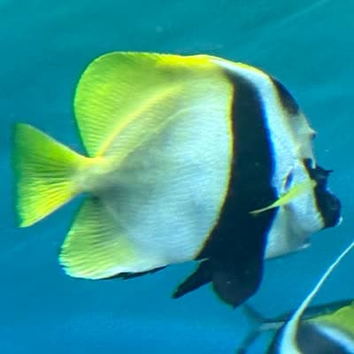 オニハタタテダイの写真