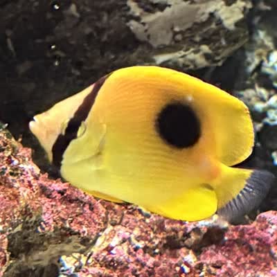 トノサマダイの写真