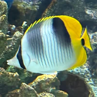 スダレチョウチョウウオの写真