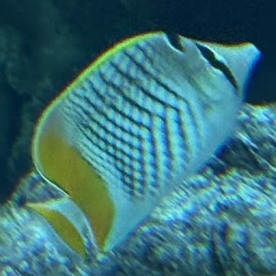 アミメチョウチョウウオの写真