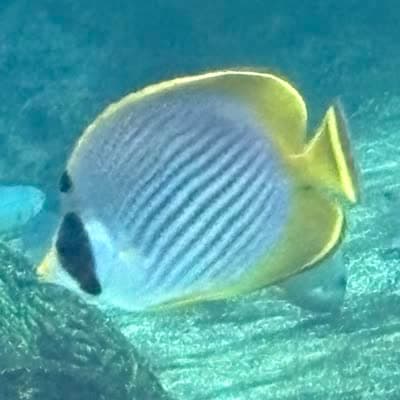 クラカケチョウチョウウオの写真