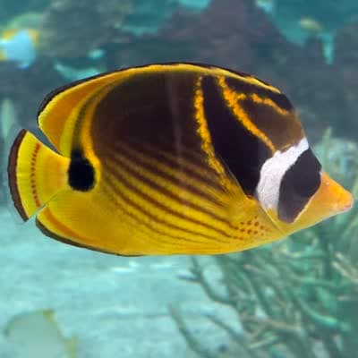 チョウハンの写真