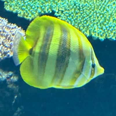 レインフォーズバタフライフィッシュの写真