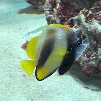 レッドシーバナーフィッシュの写真