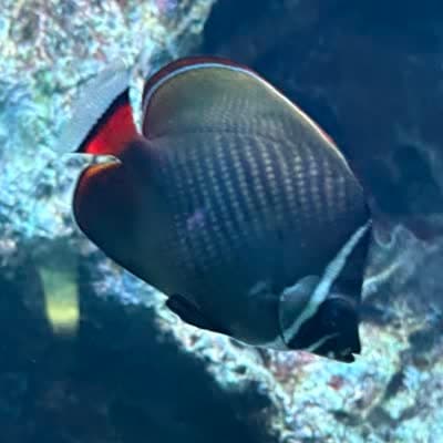 コラーレバタフライフィッシュの写真