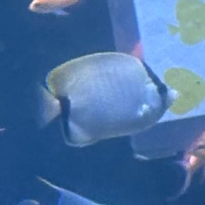 リーフバタフライフィッシュの写真