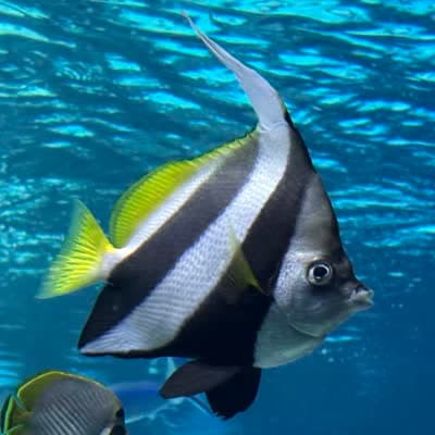 ムレハタタテダイの写真