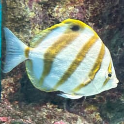 テンツキチョウチョウウオの写真