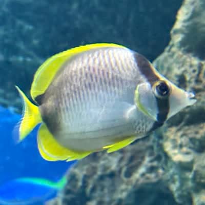 ソマリバタフライフィッシュの写真