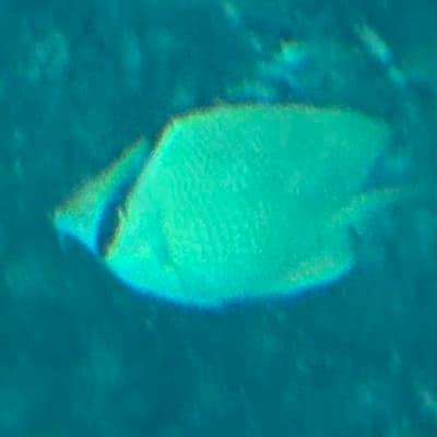 ゴマチョウチョウウオの写真