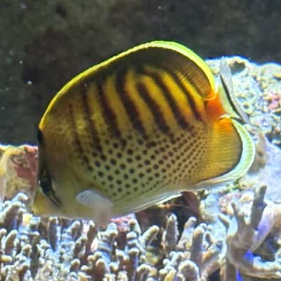 シチセンチョウチョウウオの写真