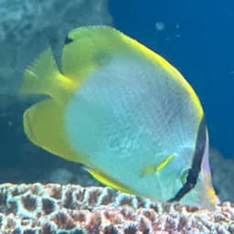 スポットフィンバタフライフィッシュの写真