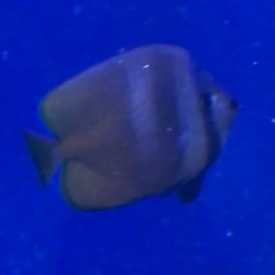 ミゾレチョウチョウウオの写真