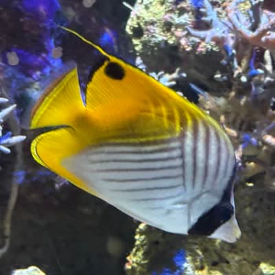 トゲチョウチョウウオの写真