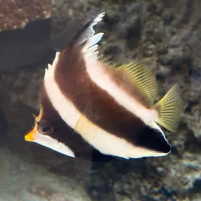 ミナミハタタテダイの写真