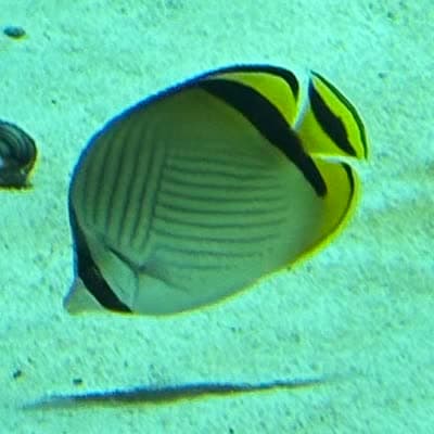 フウライチョウチョウウオの写真