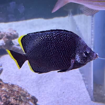 ユウゼンの写真